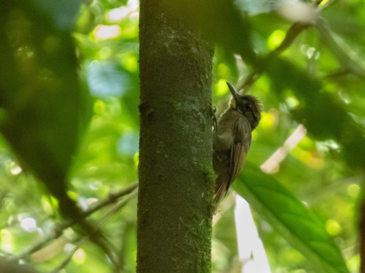 Tawny-winged Woodcreeper - ML644221975