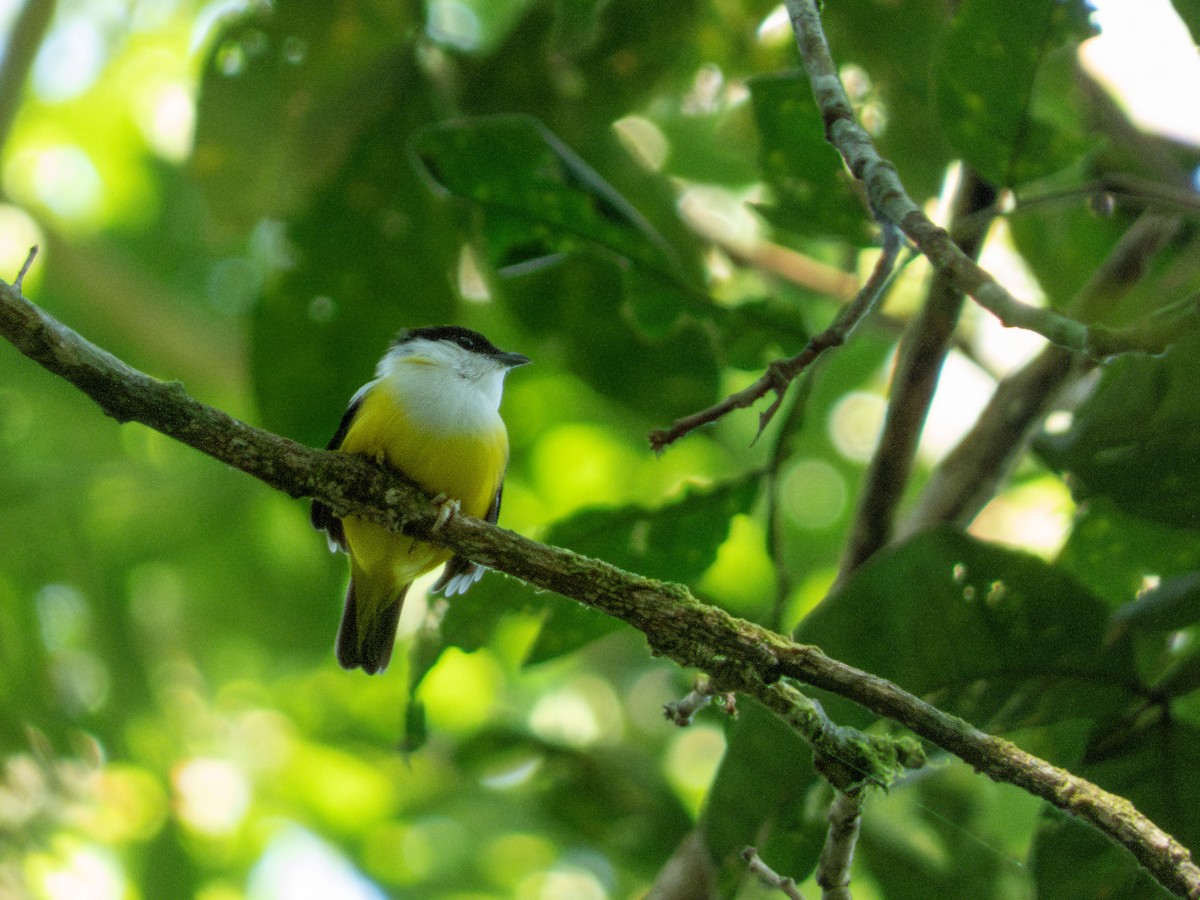 White-collared Manakin - ML644221985