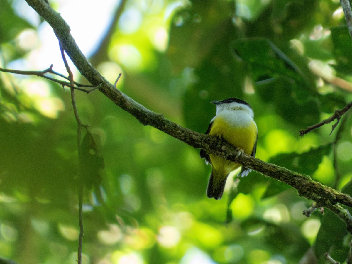 White-collared Manakin - ML644221986