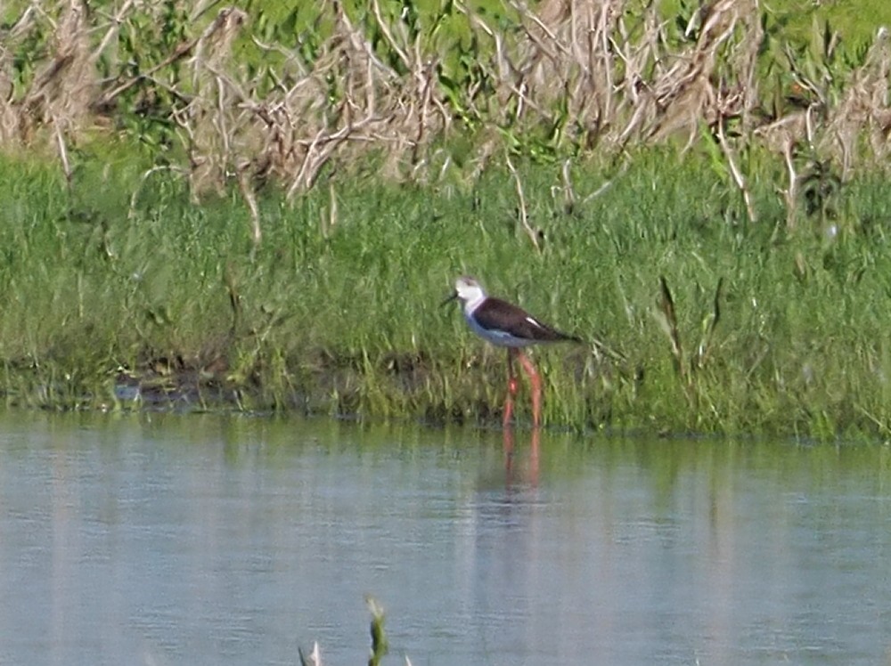 Black-winged Stilt - ML644221990