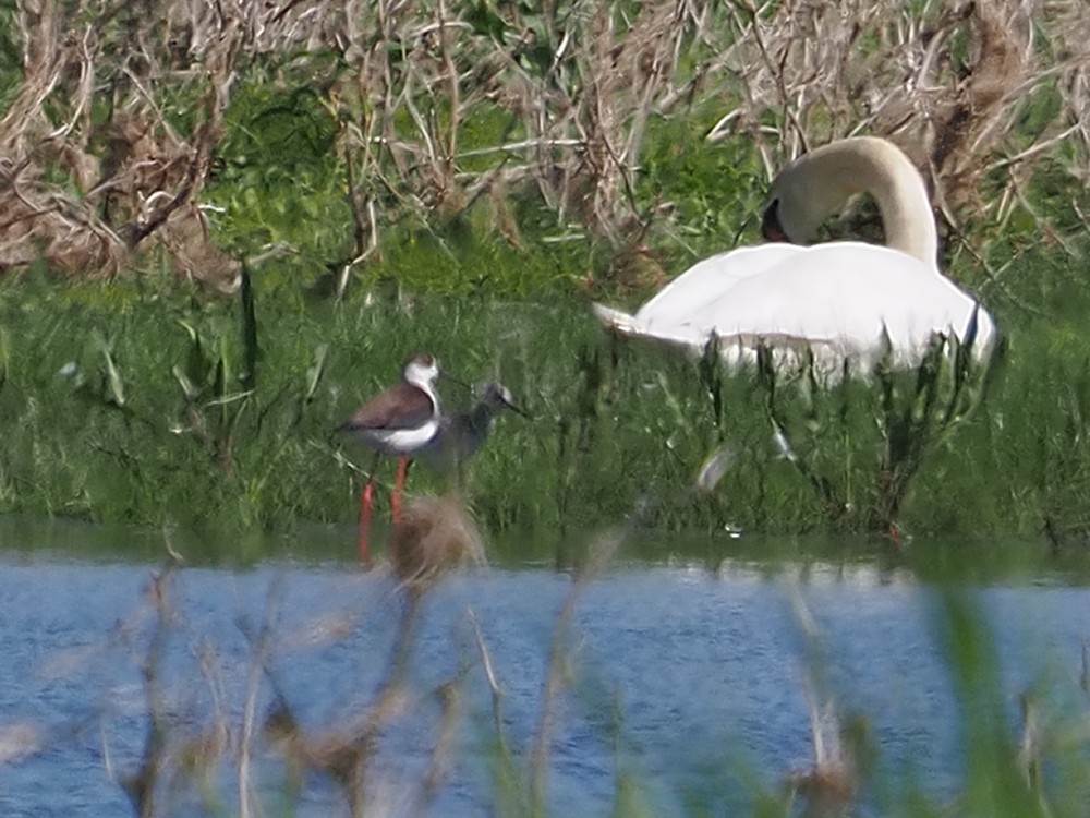Black-winged Stilt - ML644221991