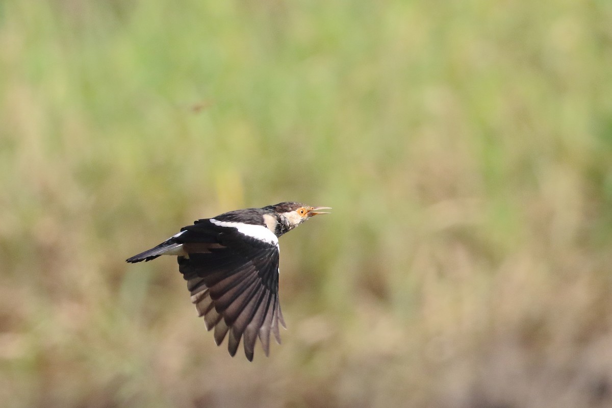 印度鵲椋鳥 - ML644221994