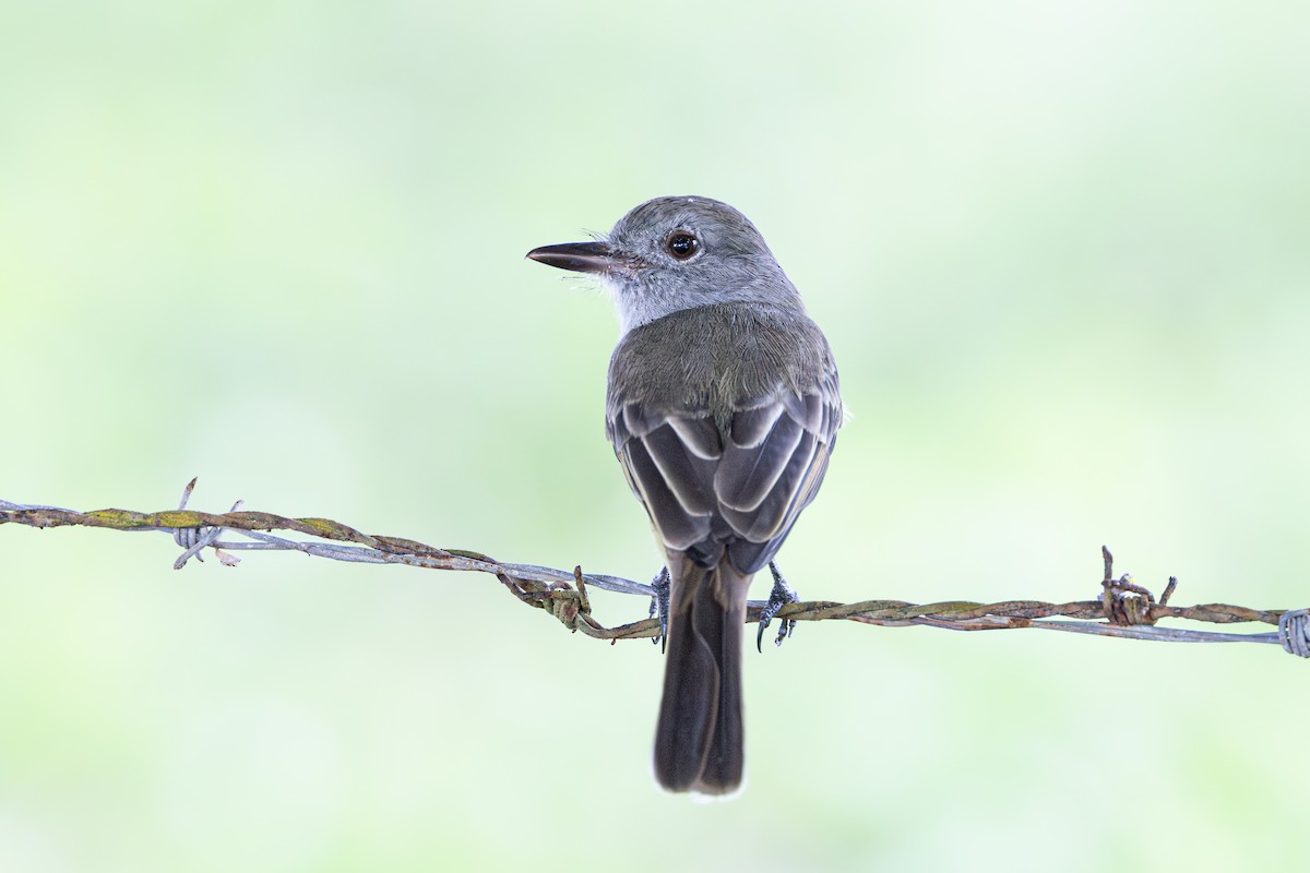 Panama Flycatcher - ML644222004