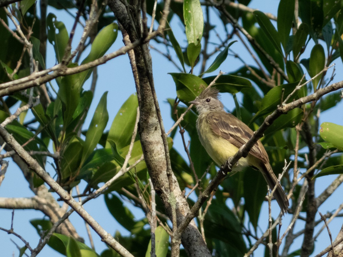 Yellow-bellied Elaenia - ML644222006