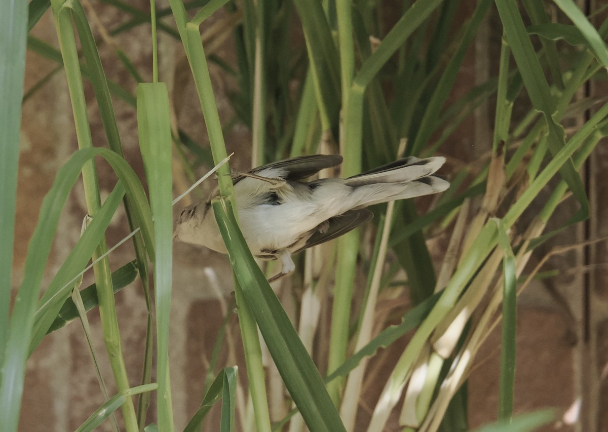 Fauvette de Ménétries - ML644222019