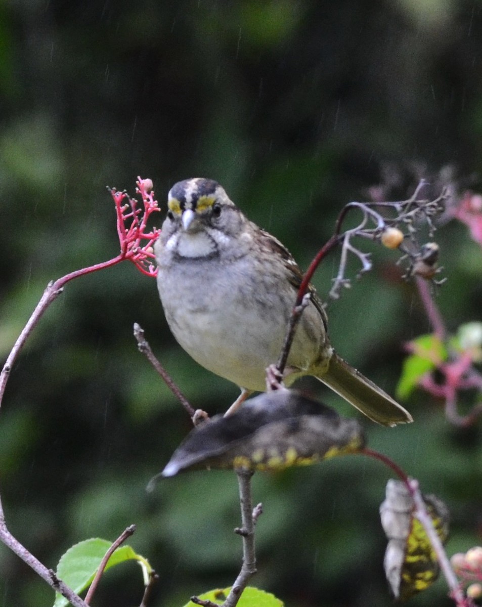 Белогорлая зонотрихия - ML644222027