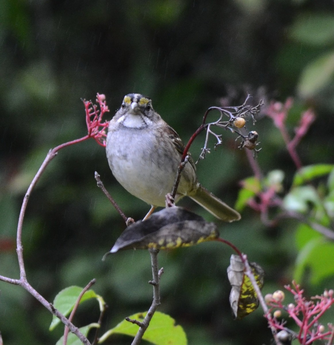 Белогорлая зонотрихия - ML644222028