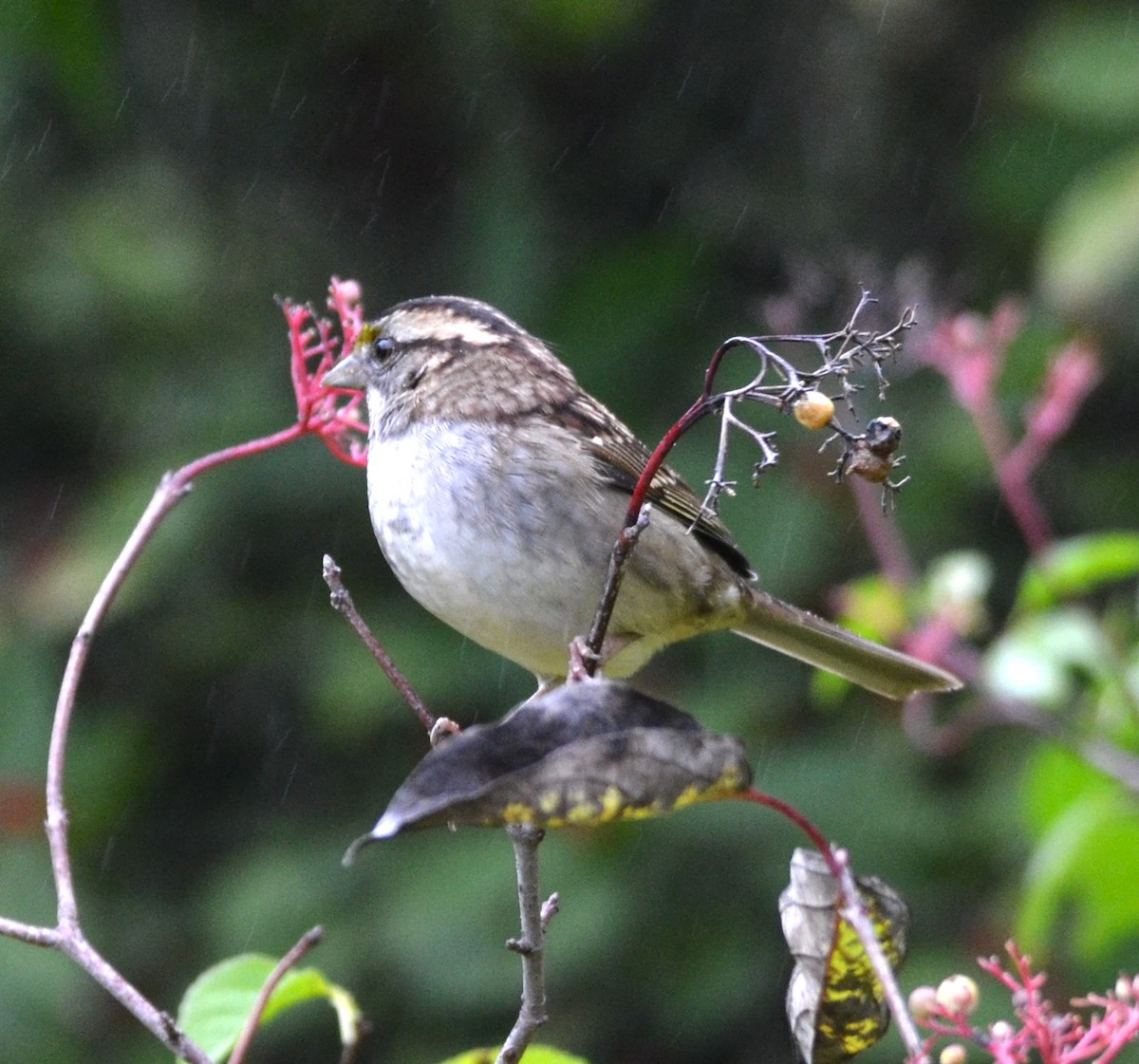Белогорлая зонотрихия - ML644222029