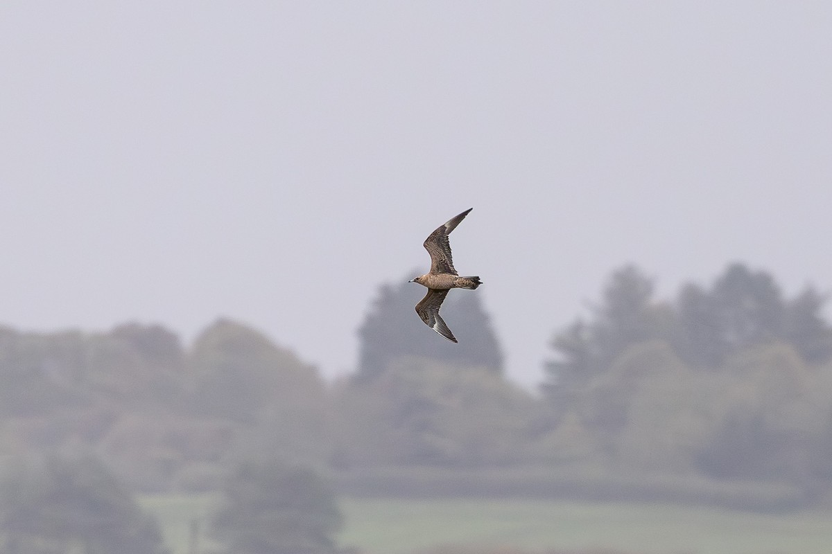 Parasitic Jaeger - ML644222054