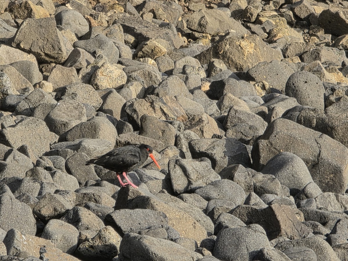 Variable Oystercatcher - ML644222055