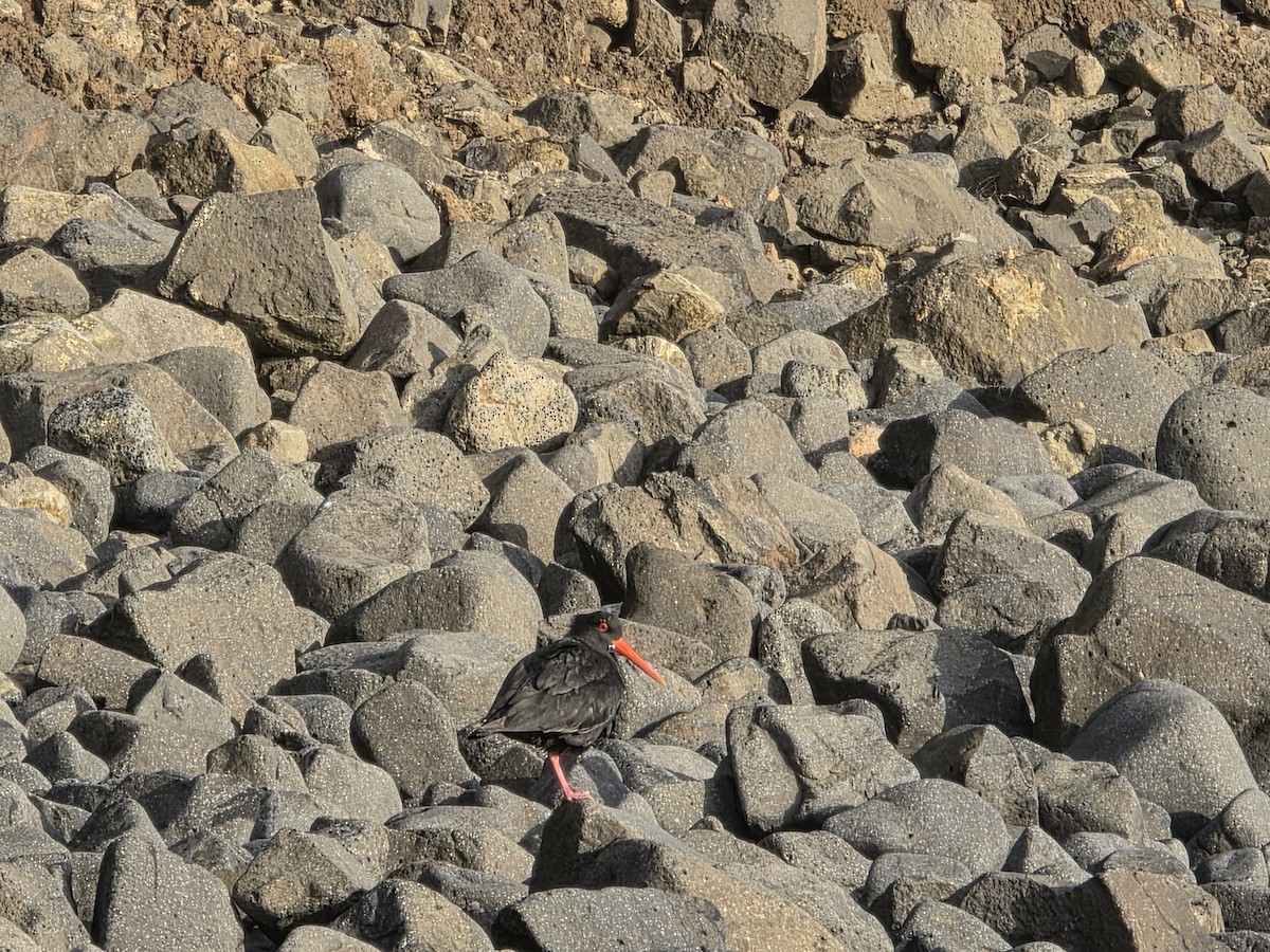 Variable Oystercatcher - ML644222056