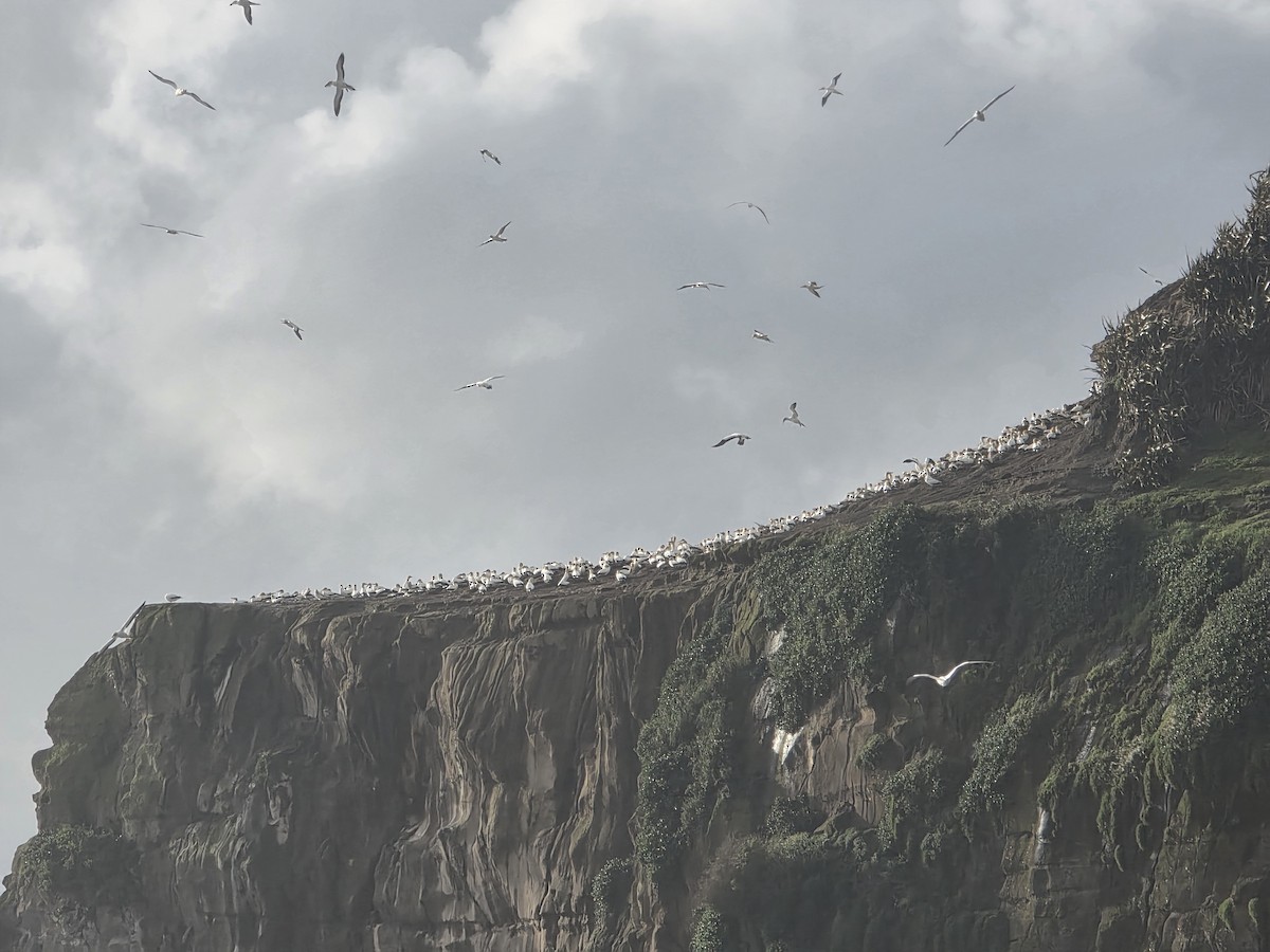 Australasian Gannet - ML644222078