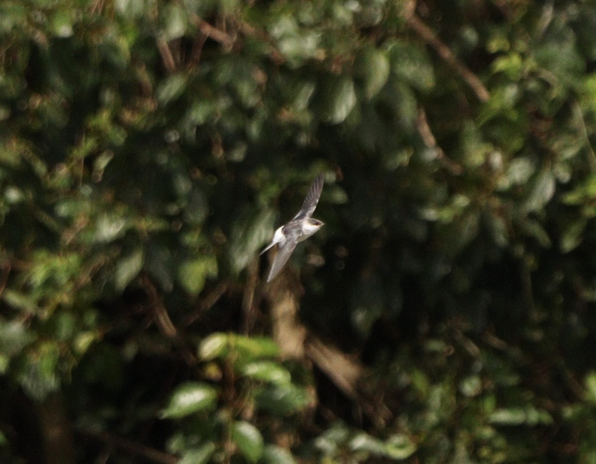 ハジロミドリツバメ - ML644222080