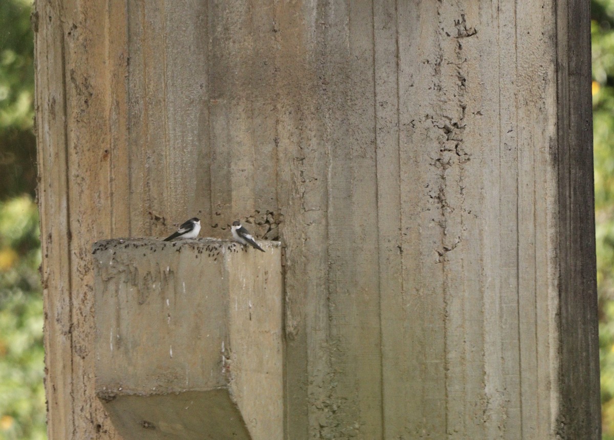 ハジロミドリツバメ - ML644222081