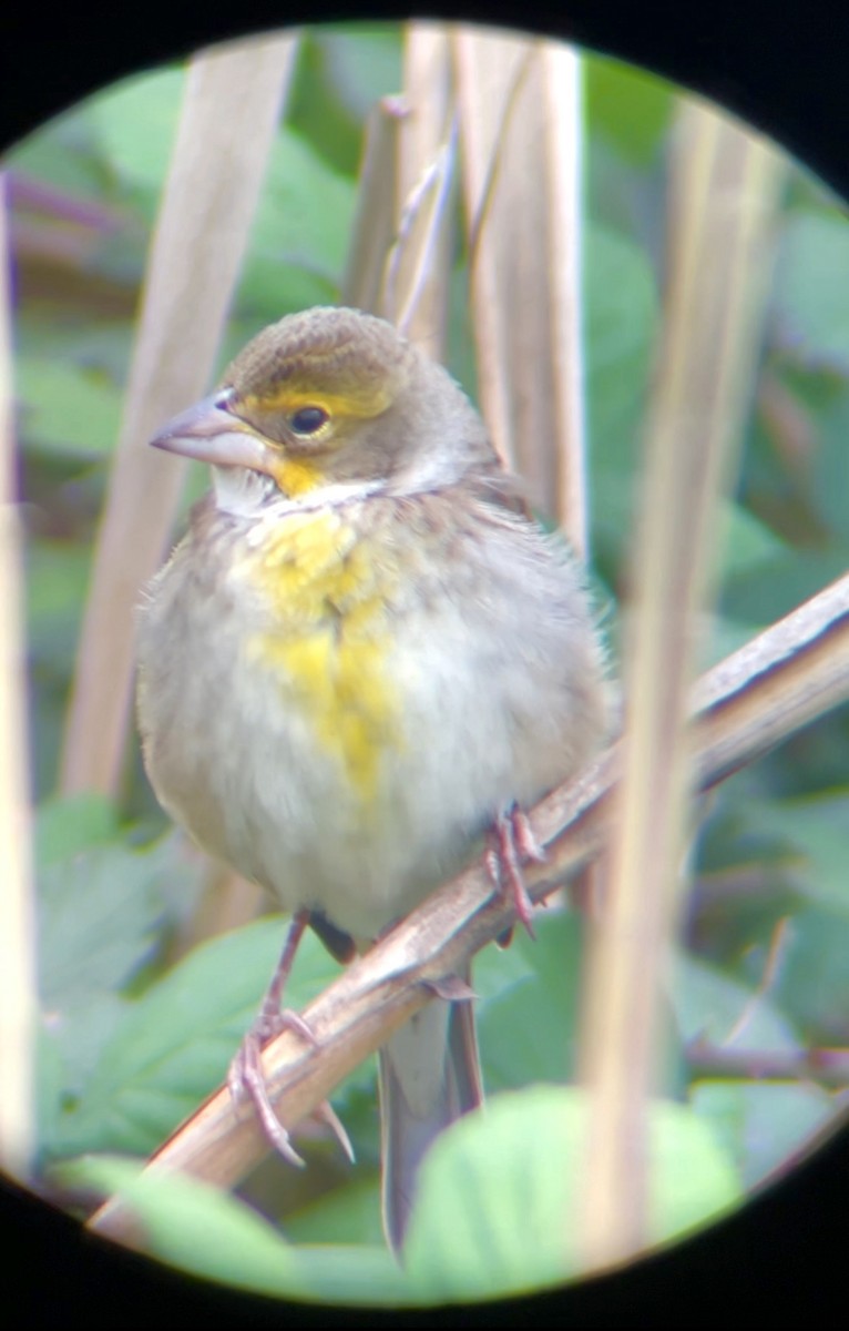 Dickcissel - ML644222096