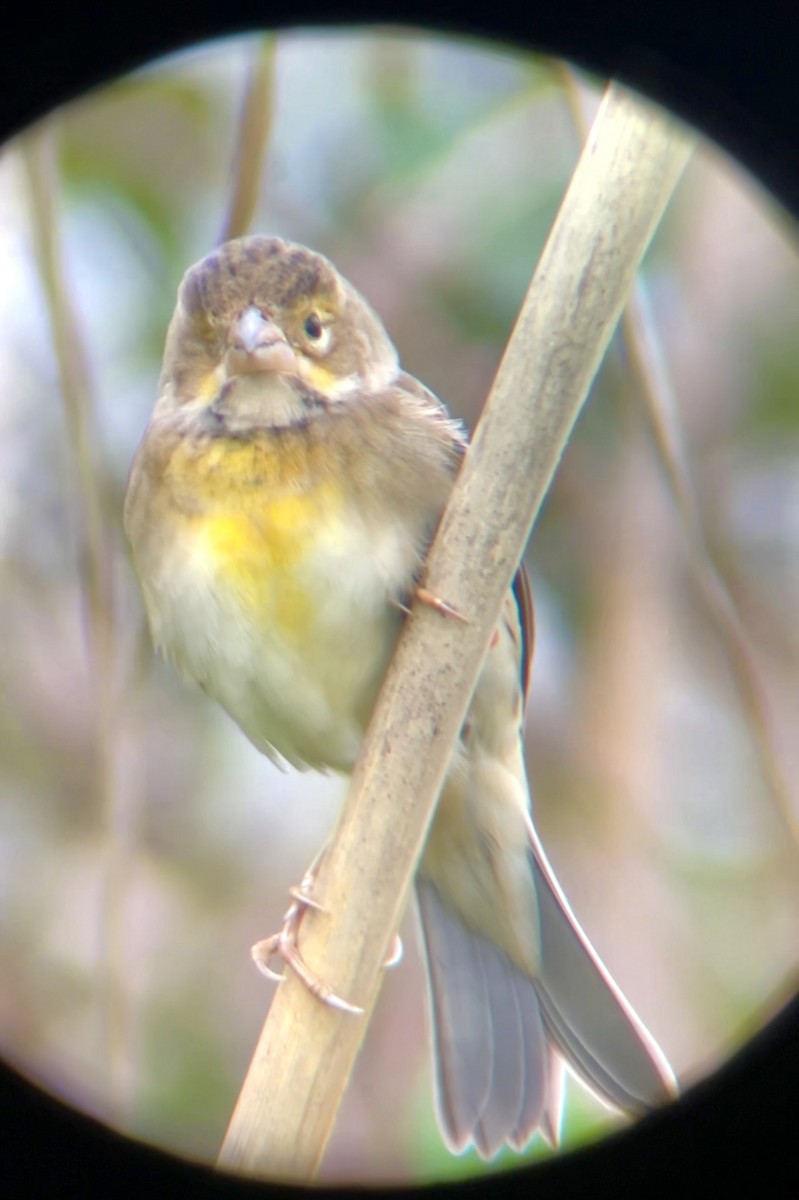 Dickcissel - ML644222097