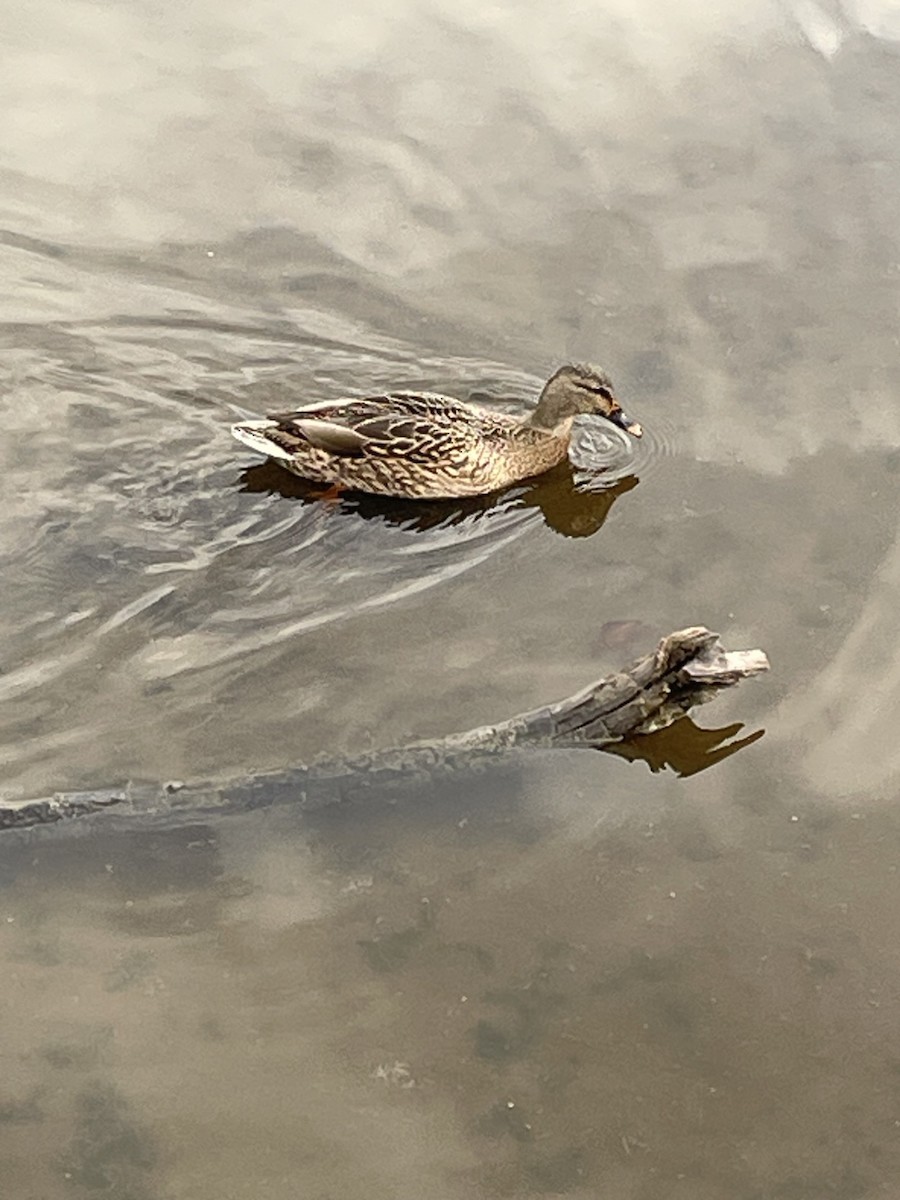 Mallard - ML644222104