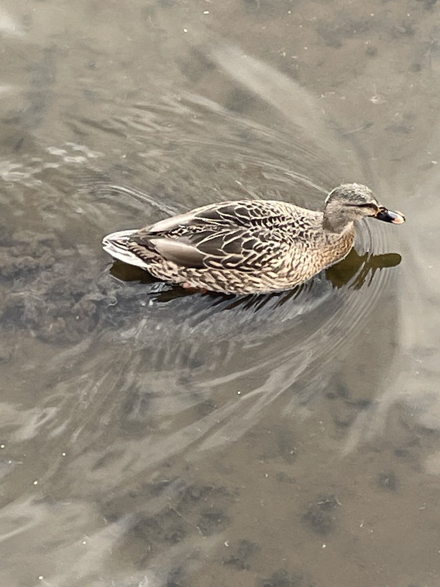 Mallard - ML644222109