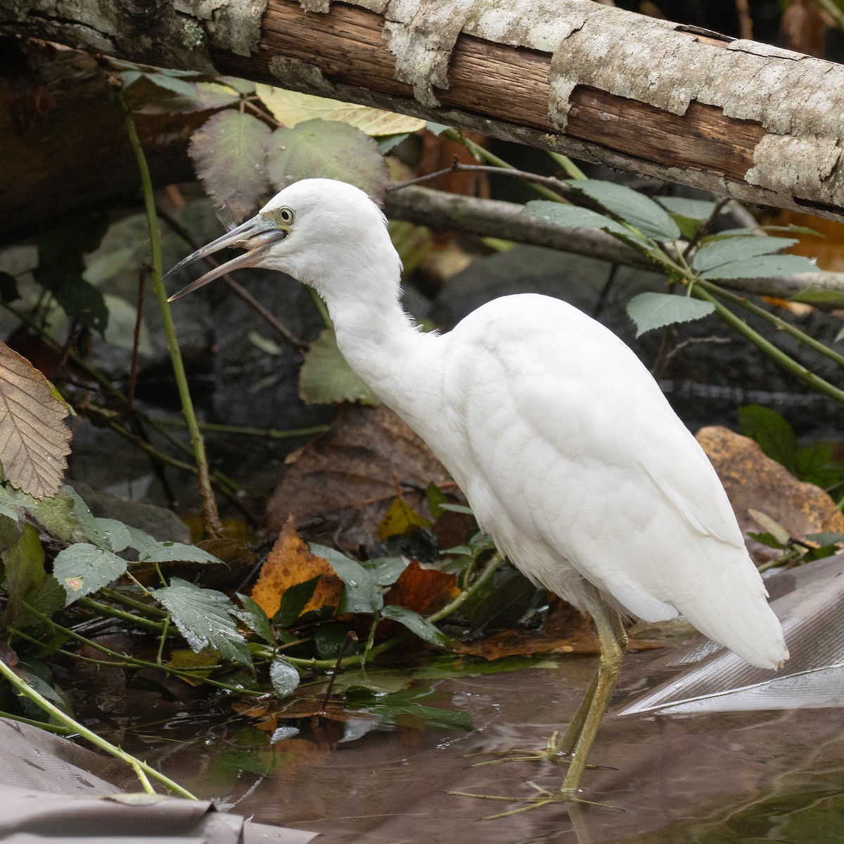 Little Blue Heron - ML644222126