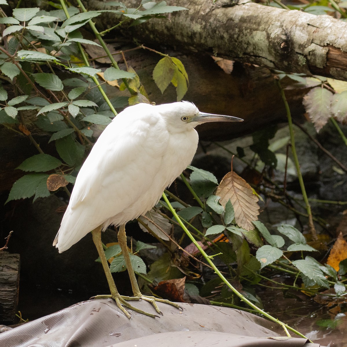 Little Blue Heron - ML644222127