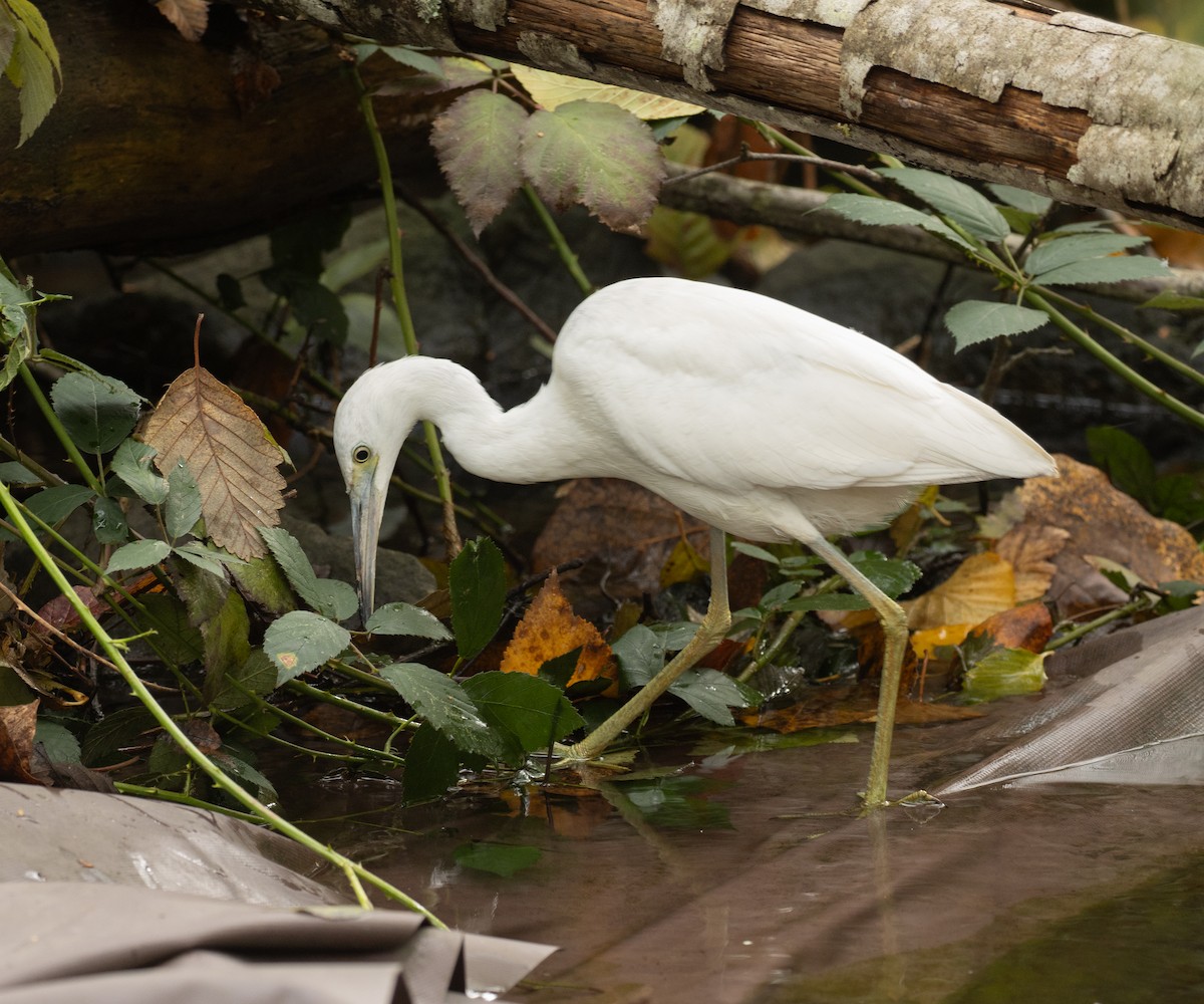 Little Blue Heron - ML644222128