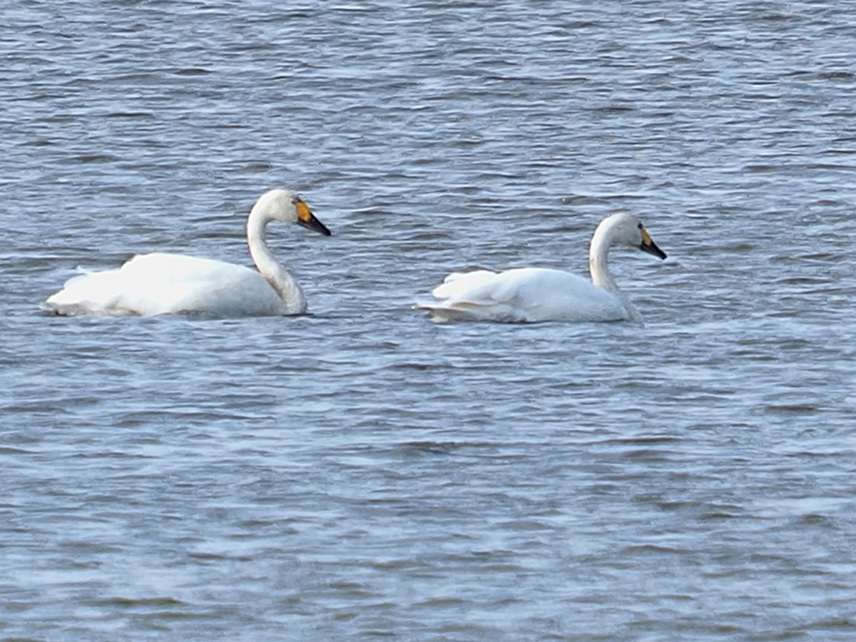Tundra Swan - ML644222150