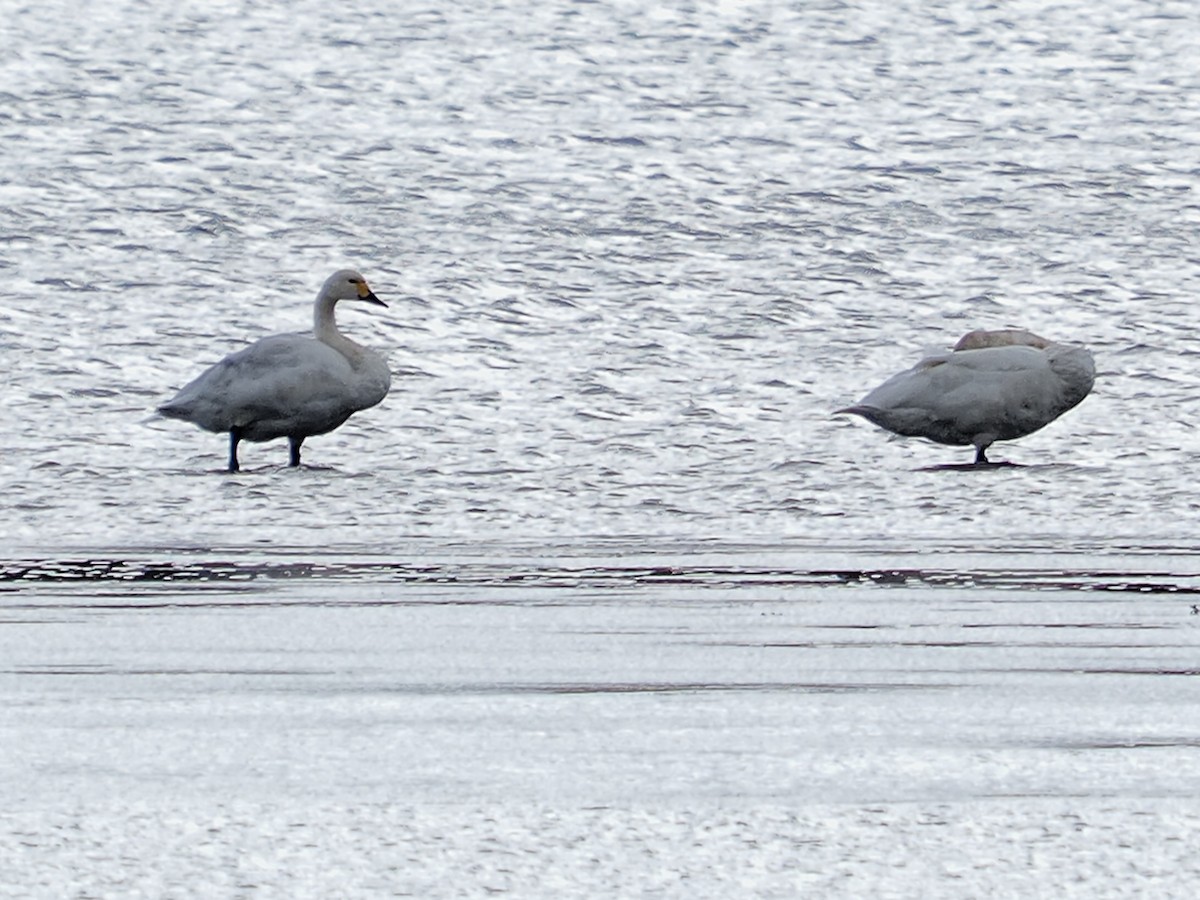 Tundra Swan - ML644222151