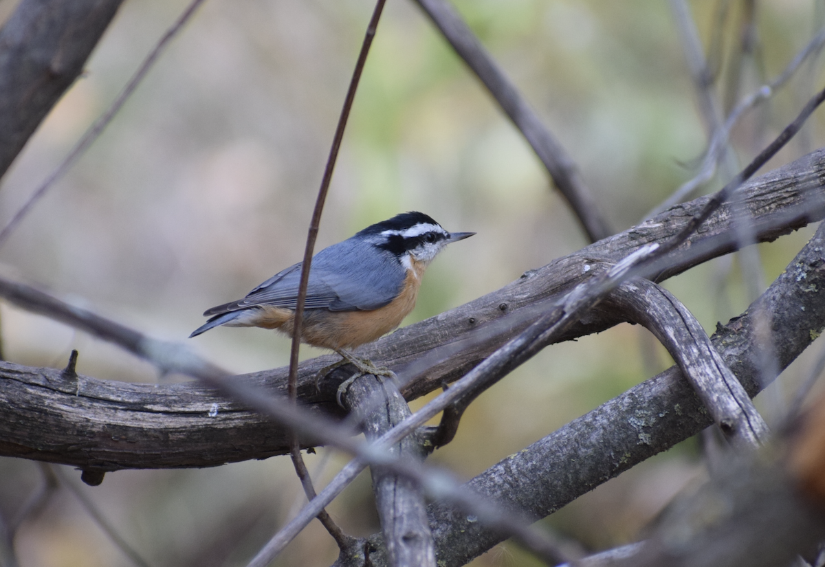 Red-breasted Nuthatch - ML644222168