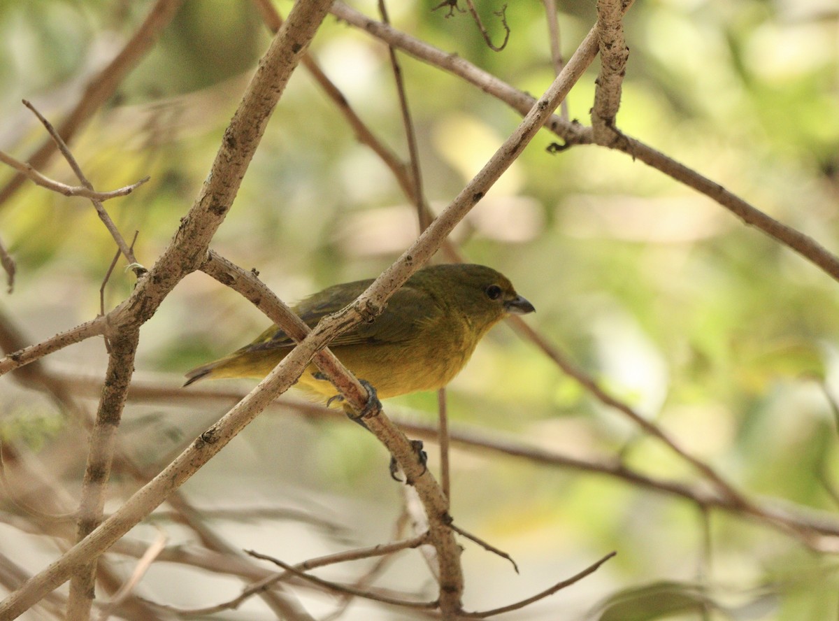 Violaceous Euphonia - ML644222178