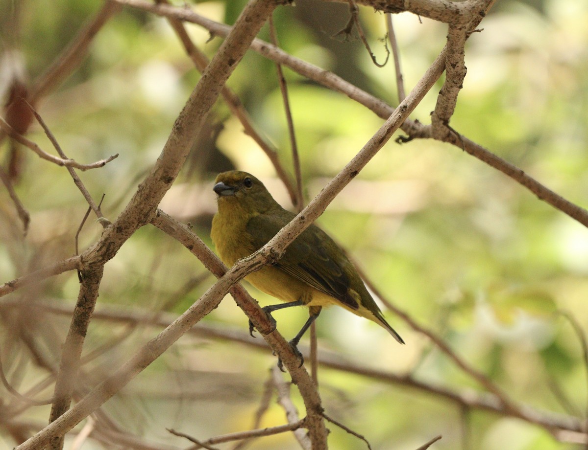 Violaceous Euphonia - ML644222179