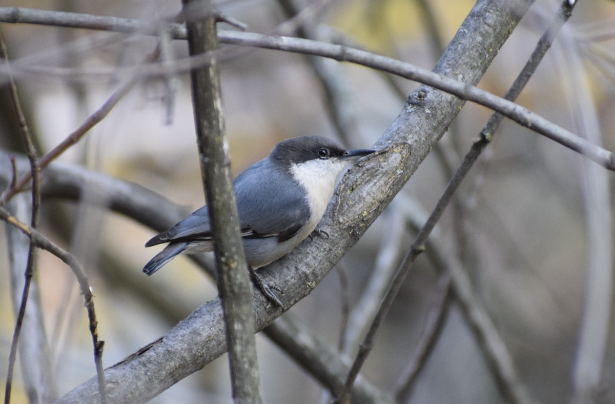 pygméspettmeis - ML644222188