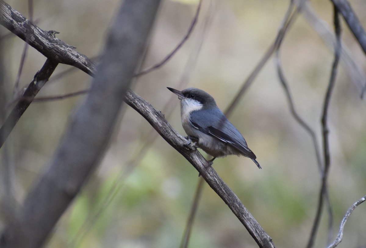 pygméspettmeis - ML644222189