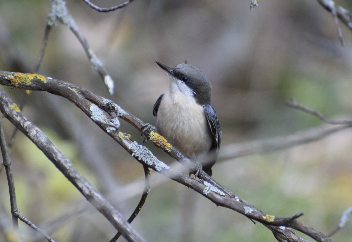 pygméspettmeis - ML644222190