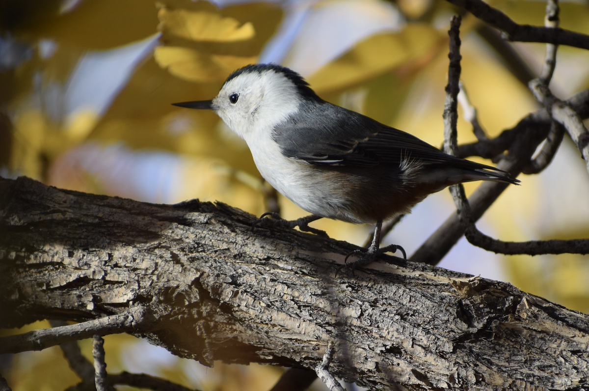 White-breasted Nuthatch - ML644222209