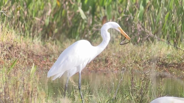 Grande Aigrette - ML644222211
