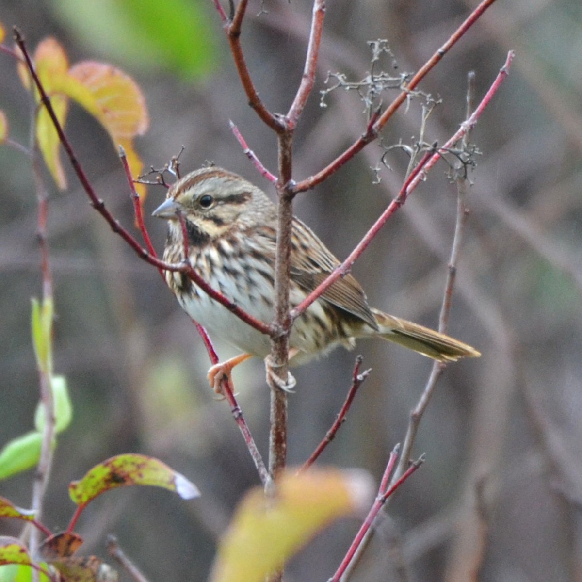 Певчая овсянка - ML644222212