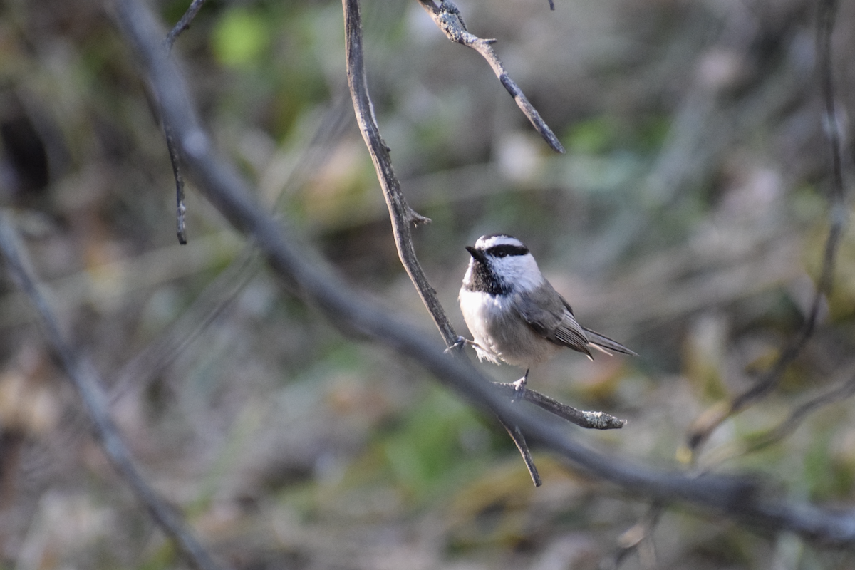 Mountain Chickadee - ML644222215