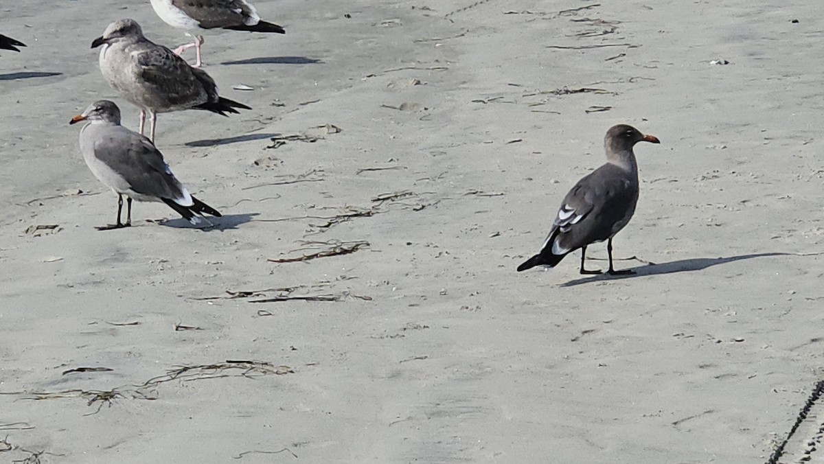 Gaviota Mexicana - ML644222220
