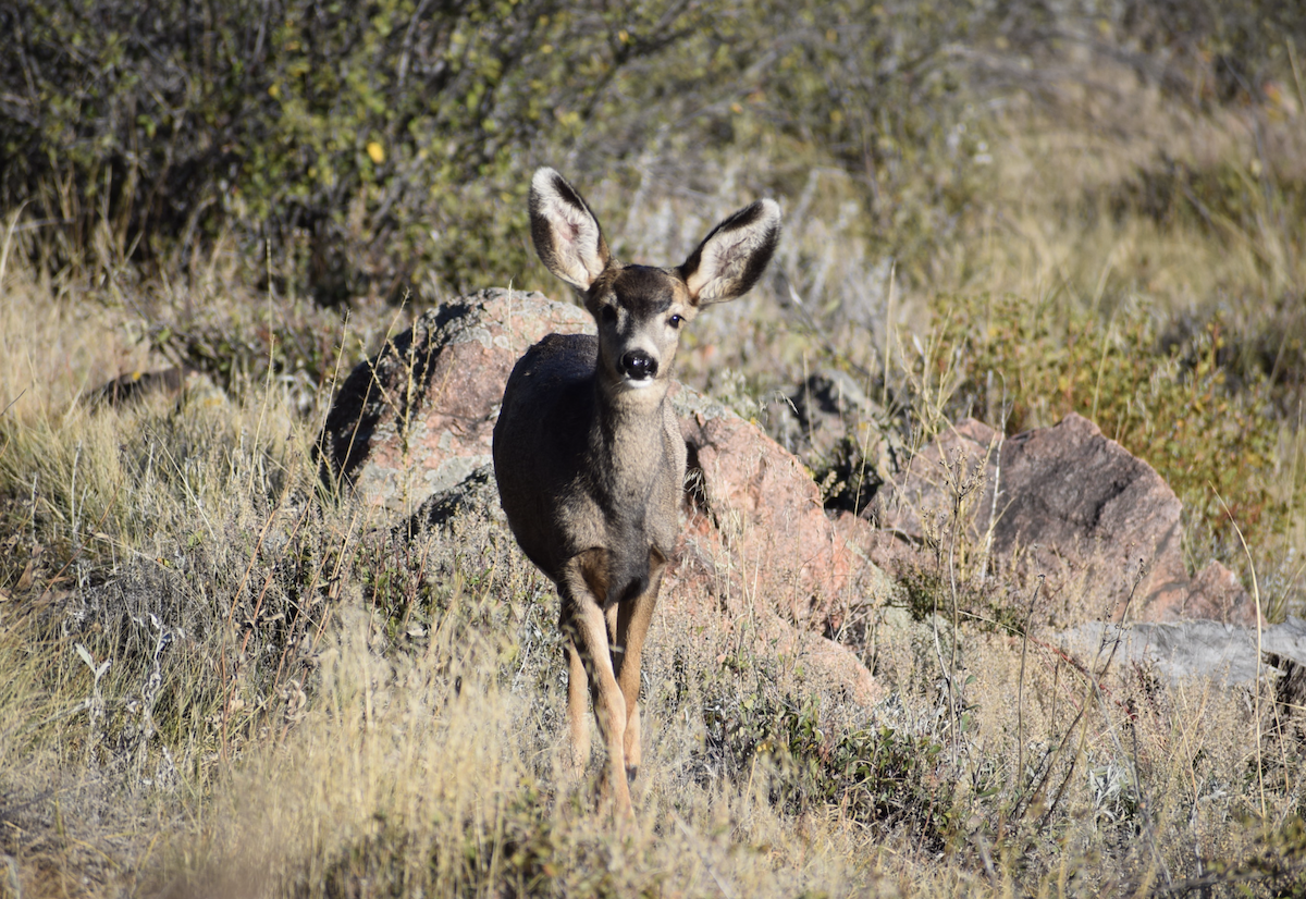 Mule Deer - ML644222221