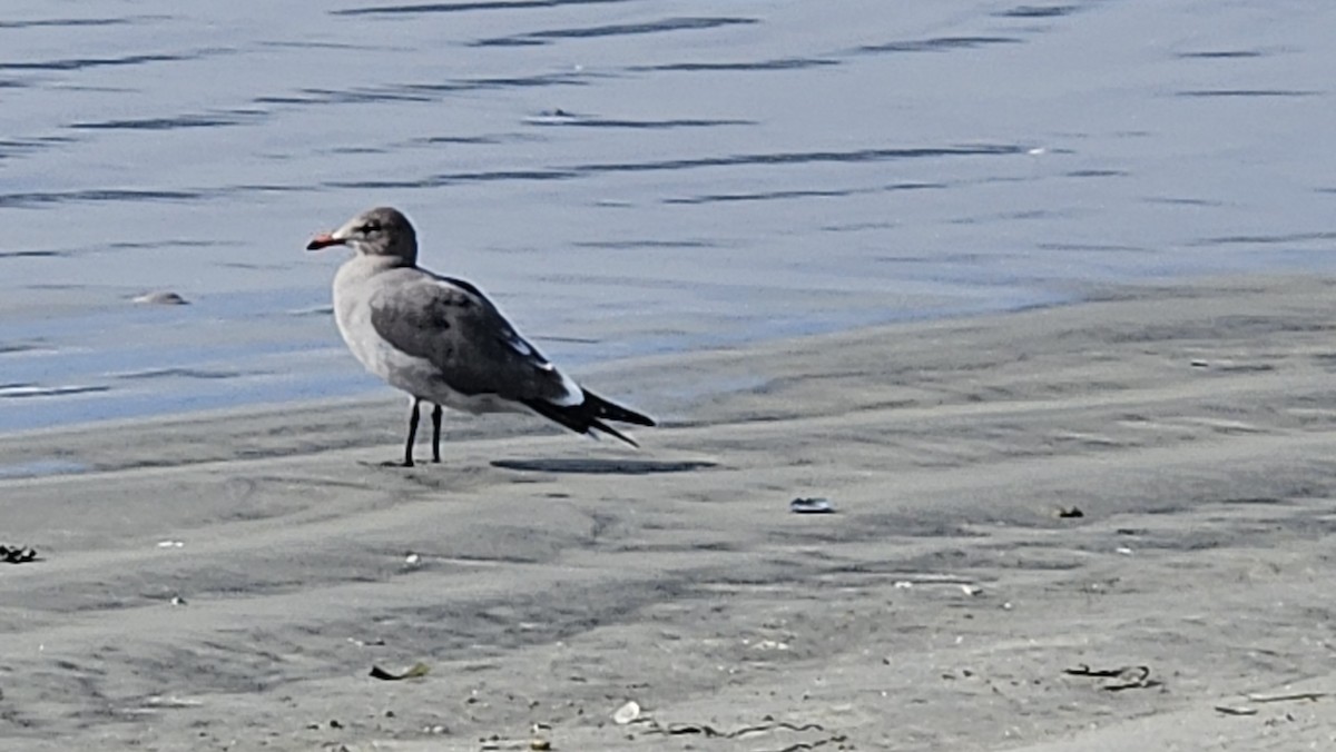 Gaviota Mexicana - ML644222238