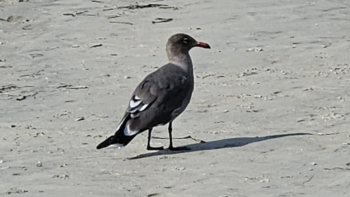 Gaviota Mexicana - ML644222262