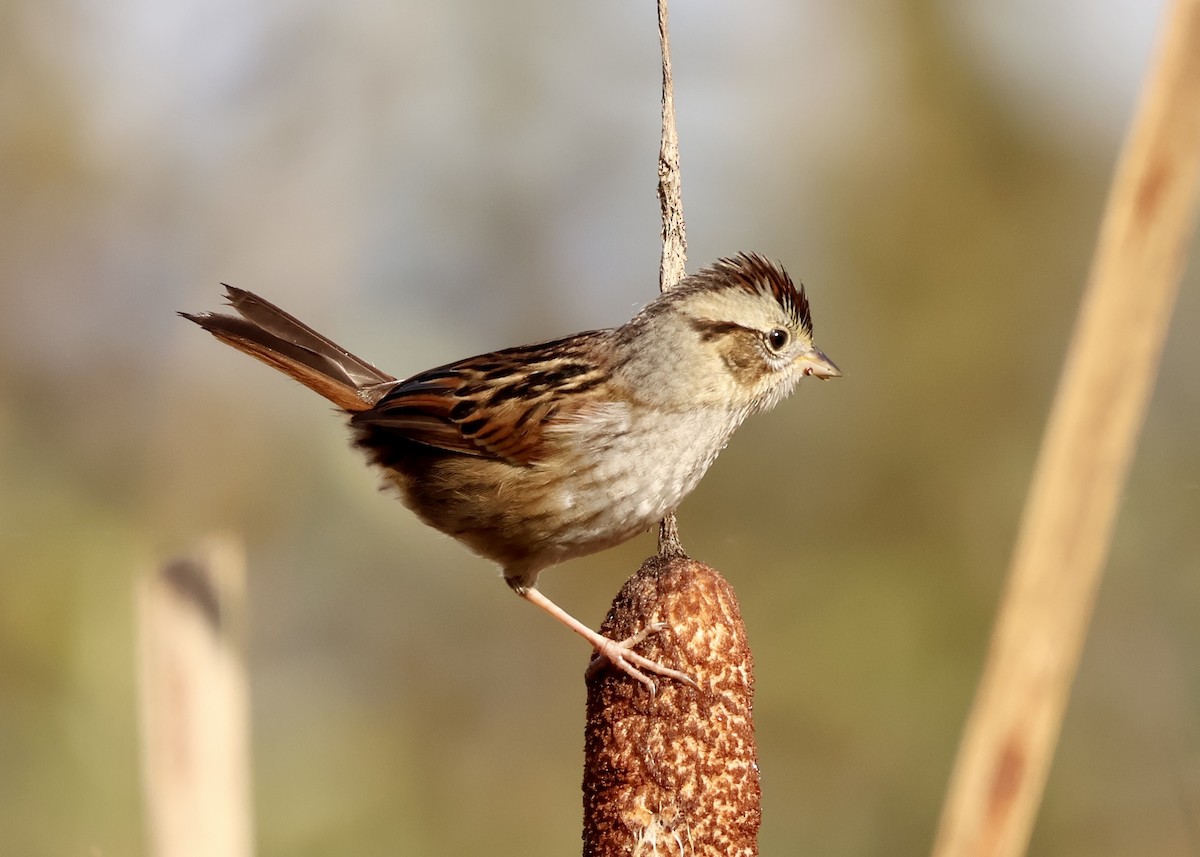 Swamp Sparrow - ML644222271