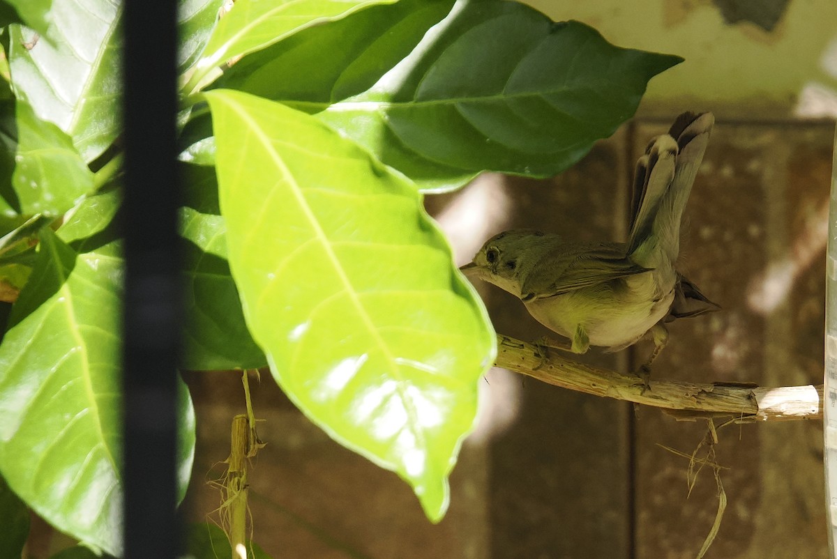 Fauvette de Ménétries - ML644222279