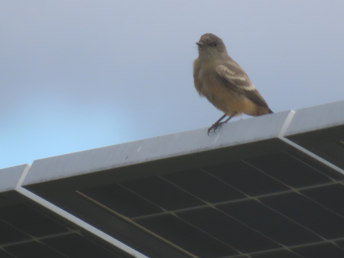 Say's Phoebe - ML644222283