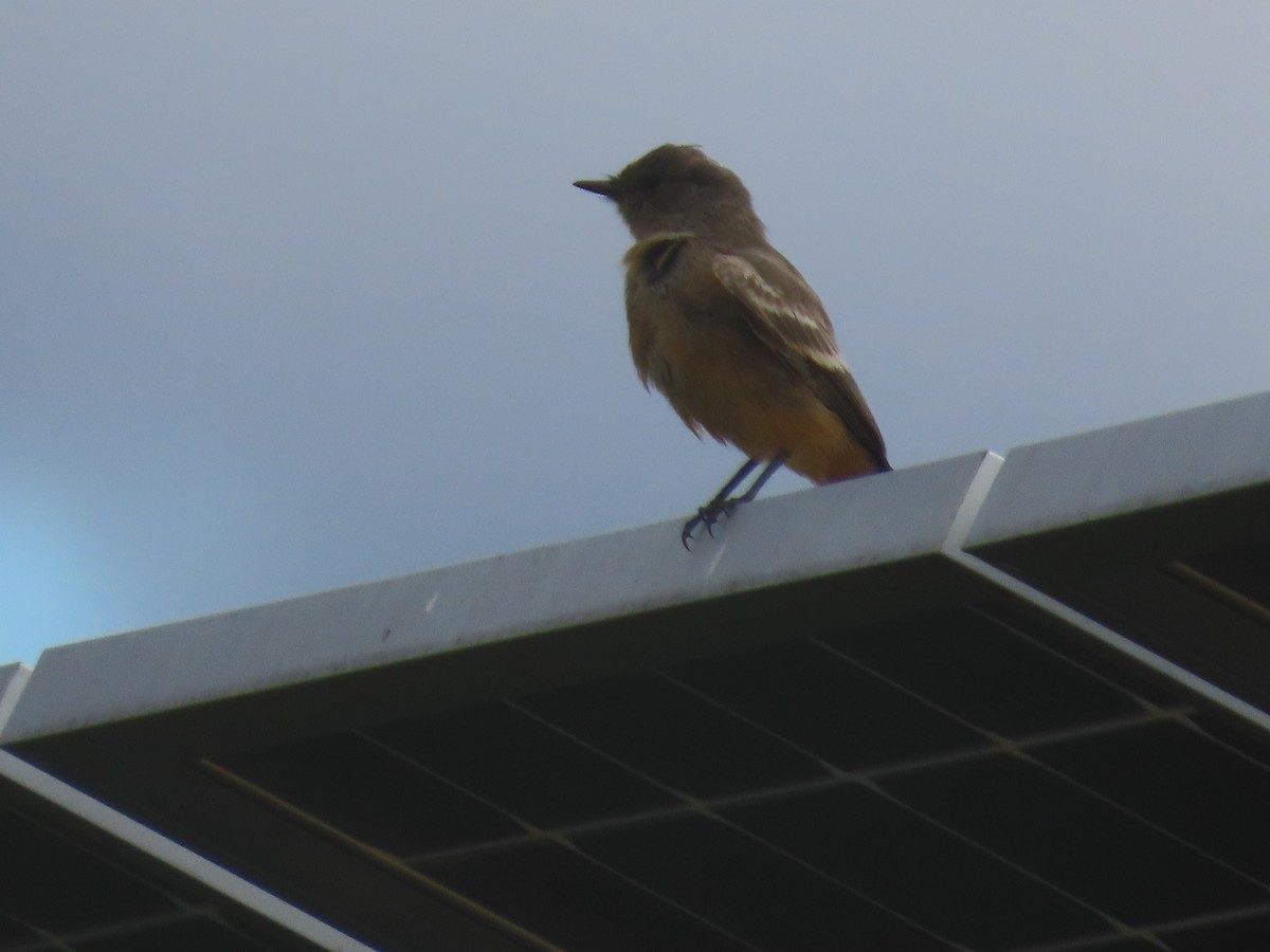 Say's Phoebe - ML644222284