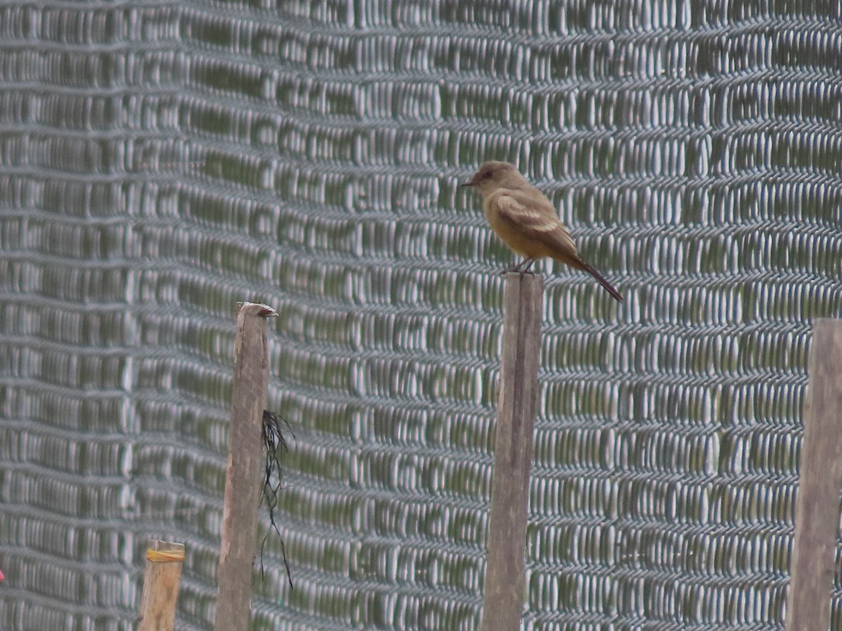 Say's Phoebe - ML644222290