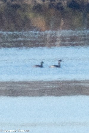 Red-necked Grebe - ML644222301