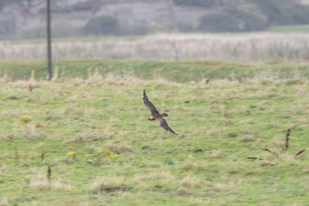 Parasitic Jaeger - ML644222332