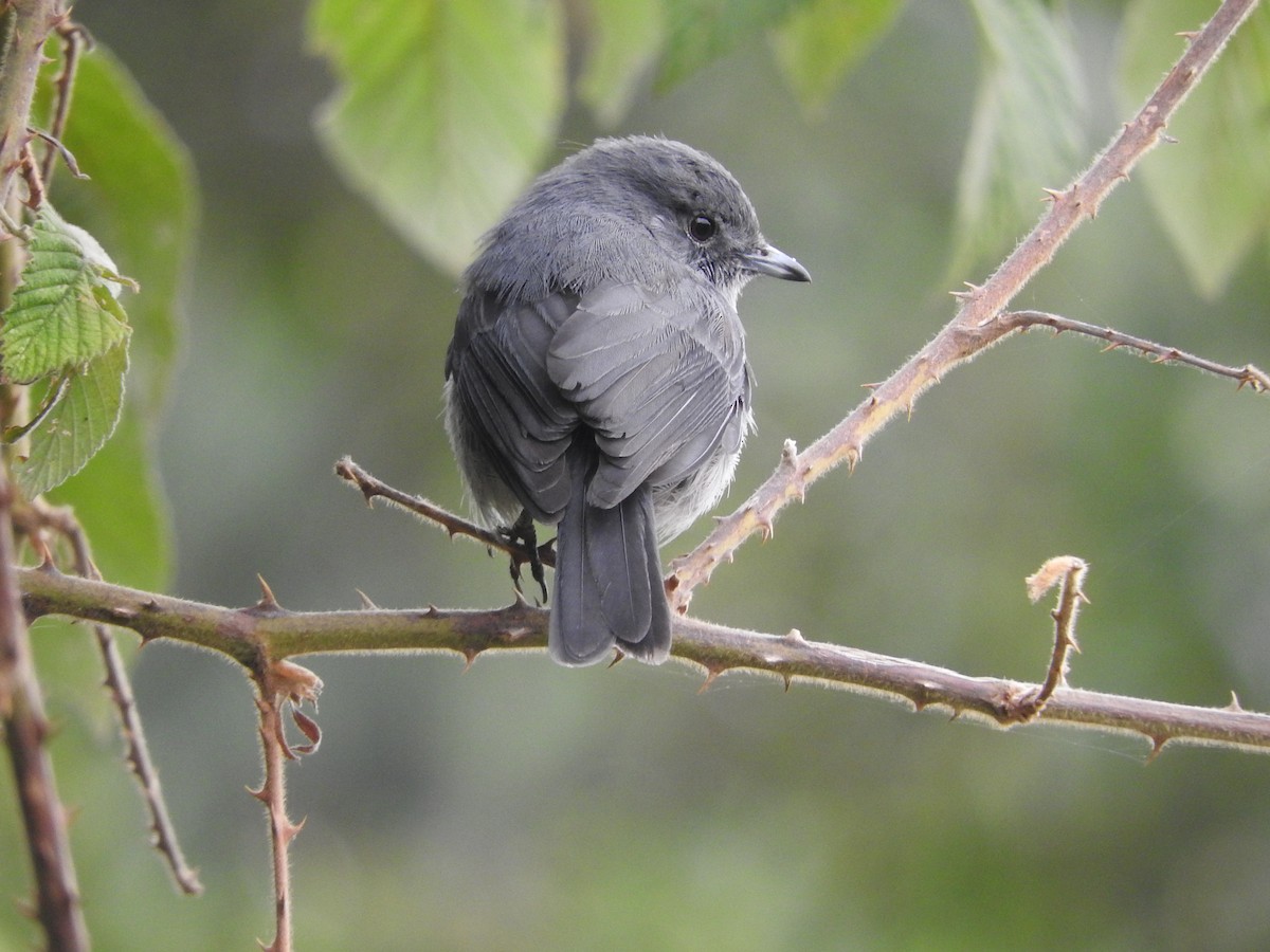White-eyed Slaty-Flycatcher - ML644222351