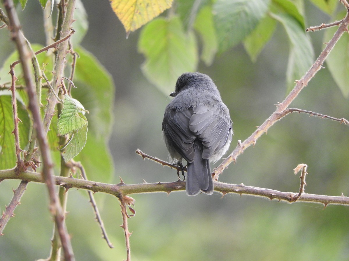 White-eyed Slaty-Flycatcher - ML644222352